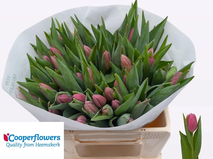 <h4>TU EN IVANKA</h4>