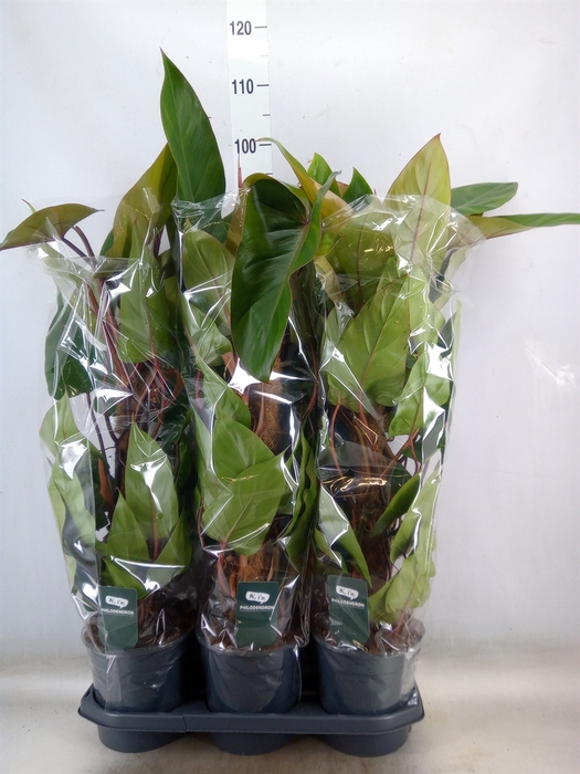 <h4>Philodendron  'Red Emerald'</h4>