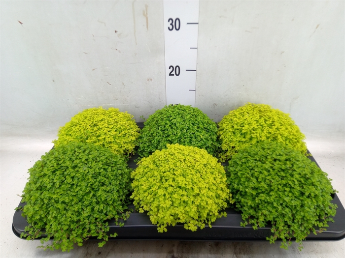 <h4>Soleirolia soleirolii   ...mix 2</h4>
