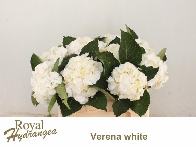 <h4>HYDR M CH WHI VERENA</h4>