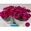 Ranunculus Amandine Violine
