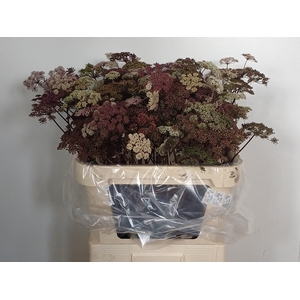 Angelica Gigas