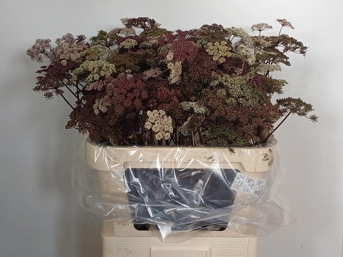 <h4>Angelica Gigas</h4>