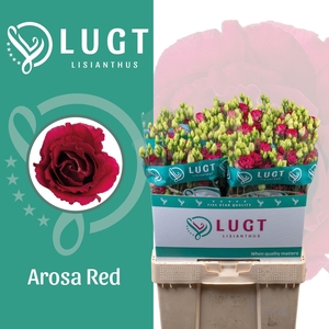 LIS G AROSA RED