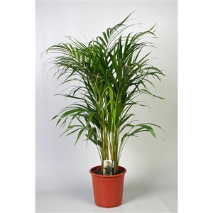 Dypsis Lutescens (Areca) P21 A2