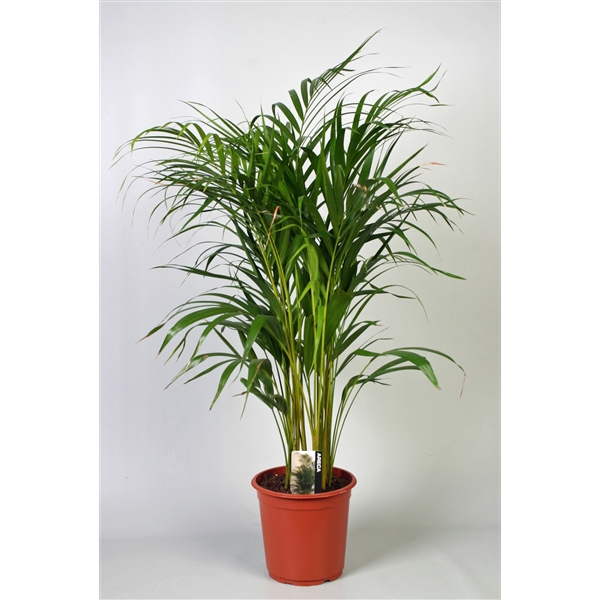 <h4>Dypsis Lutescens (Areca) P21 A2</h4>