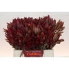 Leucadendron Jester
