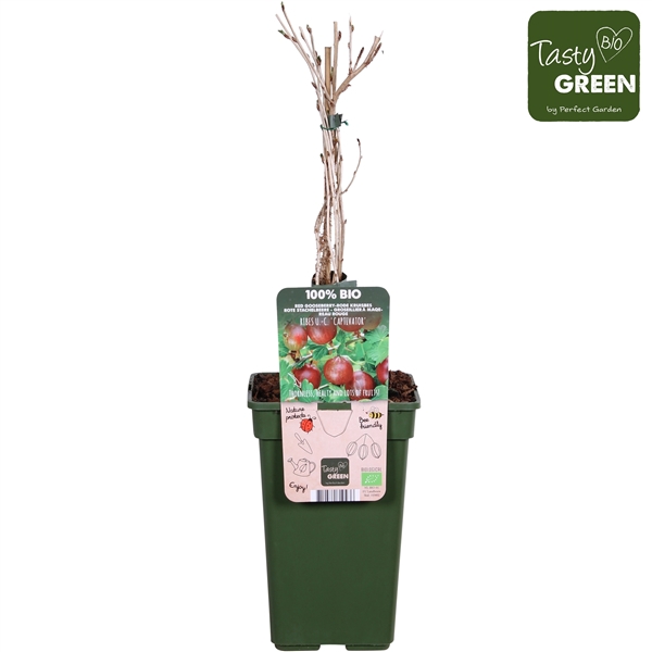 <h4>Ribes uva-crispa Captivator Bio P19</h4>