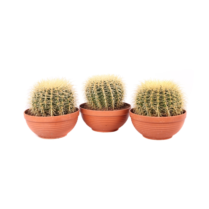 <h4>Echinocactus grusonii schaal 23 cm</h4>