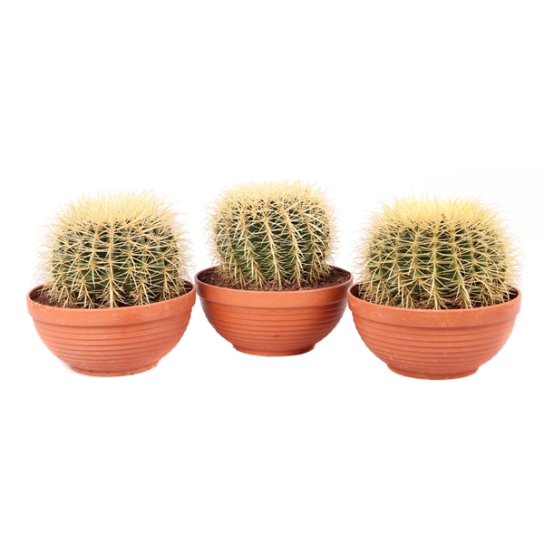 <h4>Echinocactus grusonii schaal 23 cm</h4>