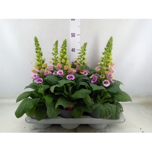 Digitalis   ...