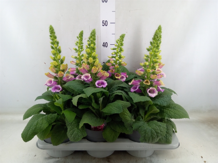<h4>Digitalis   ...</h4>