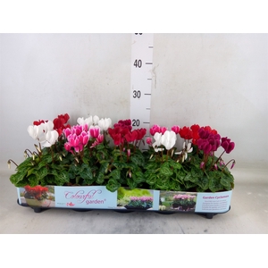 Cyclamen KL   ...patio