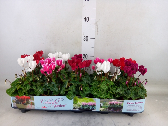 <h4>Cyclamen KL   ...patio</h4>