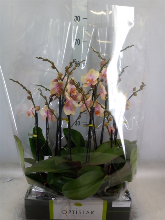 <h4>Phalaenopsis   ...orange</h4>