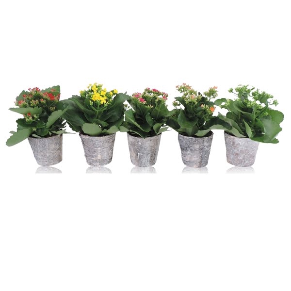 <h4>Collectie Betula Kalanchoe in Berkenpot</h4>