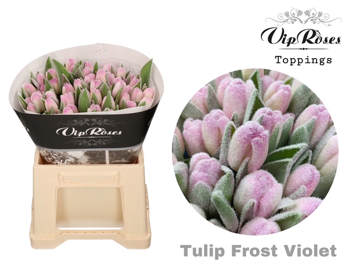 TU EN FROST VIOLET