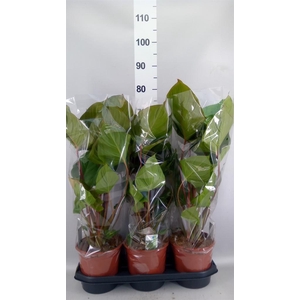 Homalomena rubescens 'Maggy'
