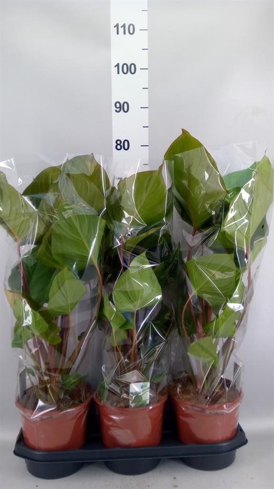 <h4>Homalomena rubescens 'Maggy'</h4>