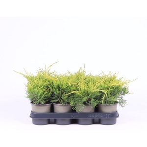 Juniperus x pfitzeriana Gold Coast