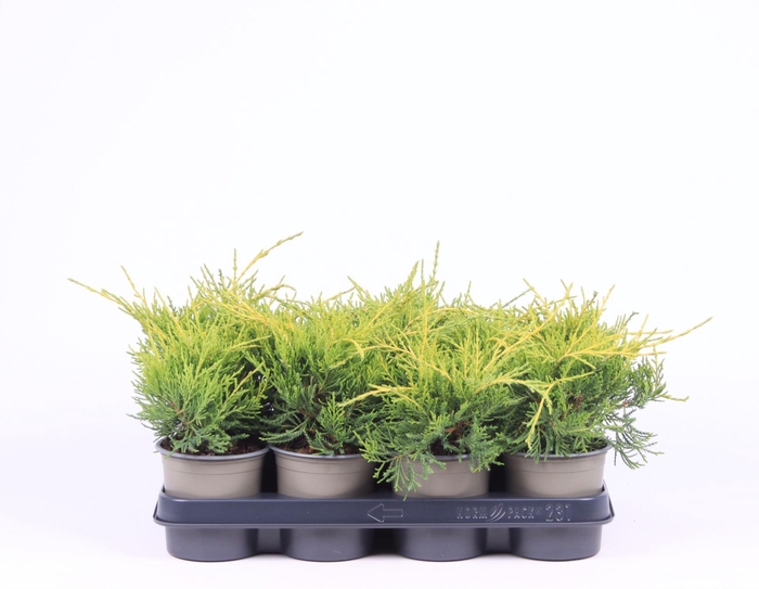 <h4>Juniperus x pfitzeriana Gold Coast</h4>