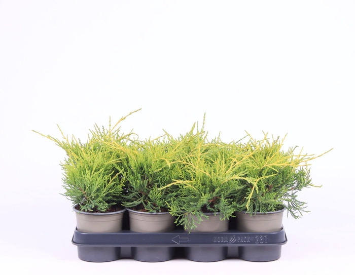 <h4>Juniperus x pfitzeriana Gold Coast</h4>