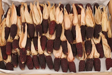 <h4>Zea mays Aardbei</h4>