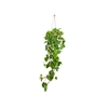PHILODENDRON SCANDENS C21 MIN 100 CM PENDENTE