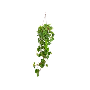 PHILODENDRON SCANDENS C21 MIN 100 CM PENDENTE