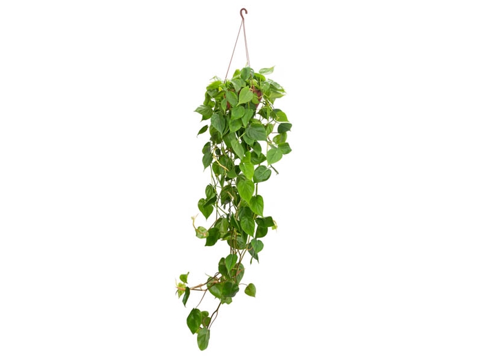 PHILODENDRON SCANDENS C21 MIN 100 CM PENDENTE