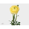 Ranunculus El Creme