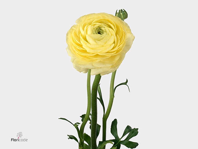 Ranunculus El Creme