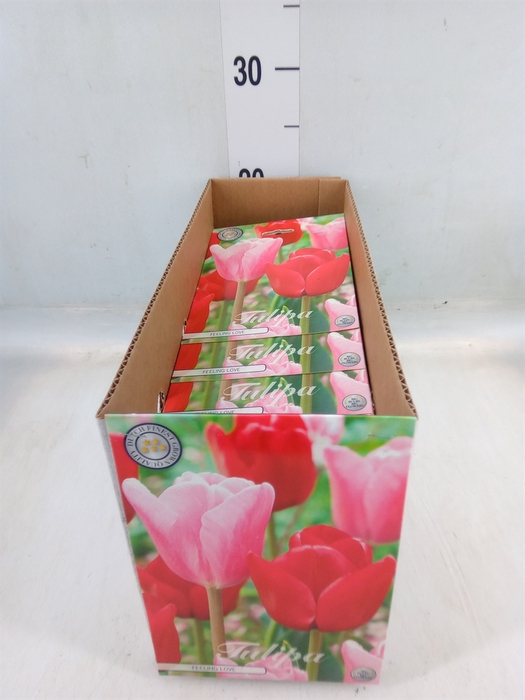 <h4>Tulipa   ...flowerbulbs</h4>