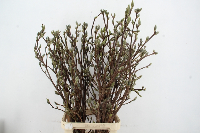 MAGNOLIA SUPERBA 120CM