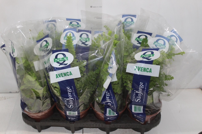 <h4>AVENCA VARIADA P15</h4>