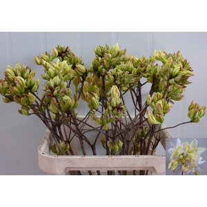 RHODO OV