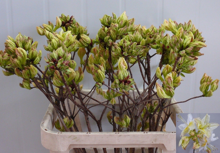 <h4>RHODO OV</h4>