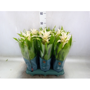 Guzmania  'Deseo White'