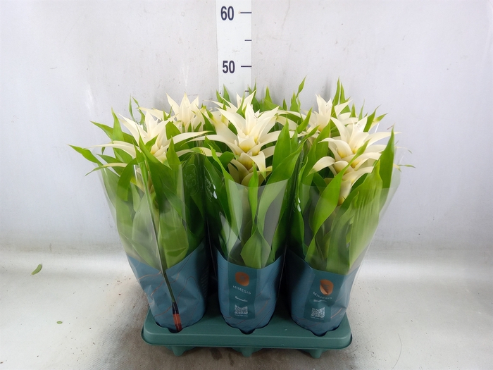 <h4>Guzmania  'Deseo White'</h4>