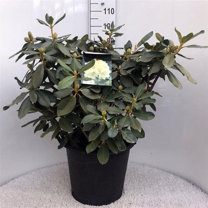 <h4>Rhodo. 'Horizon Monarch' yellow</h4>