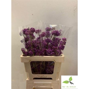 Callicarpa Bod Profu