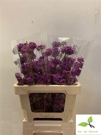 <h4>Callicarpa Bod Profu</h4>