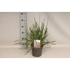 vaste planten 19 cm  Allium Lavender Bubbles