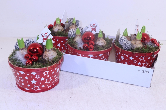 <h4>Arr Hyacinth</h4>