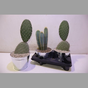 Cactus Gem In Zinken Pot