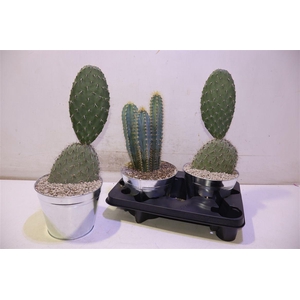 Cactus Gem In Zinken Pot