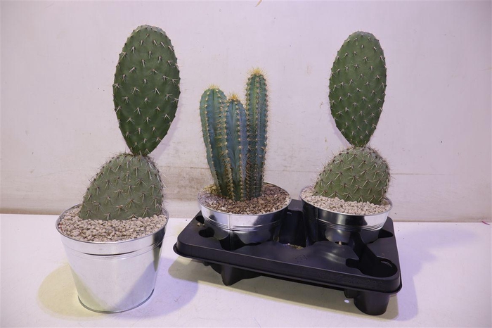 <h4>arr8 Cactus Gem In Zinken Pot</h4>