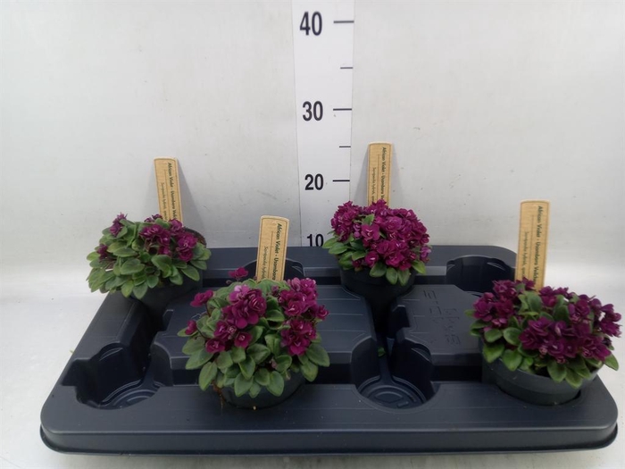 <h4>Saintpaulia   ...</h4>