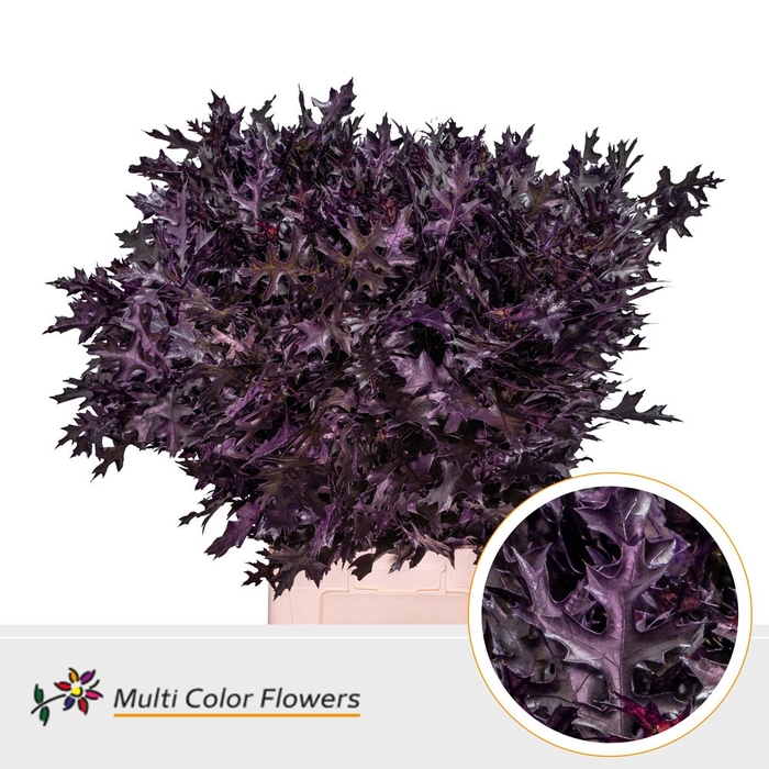 <h4>Eik Fijn (80 cm) Aubergine</h4>