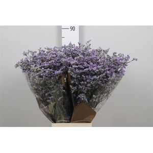 Limonium Utah Blue